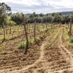 VALL-LLOBREGA_0009