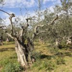 VALL-LLOBREGA_0013