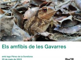 amfibis de les Gavarres