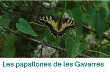 papallones de les gavarres