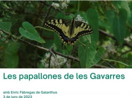 papallones de les gavarres