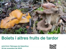 Bolets i altres fruites de tardor llambilles gavarres