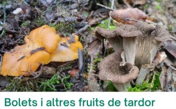 Bolets i altres fruites de tardor llambilles gavarres