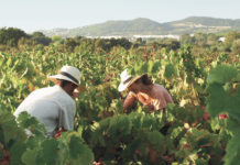 verema calonge sant antoni