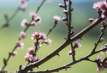 abella de primavera