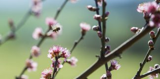 abella de primavera