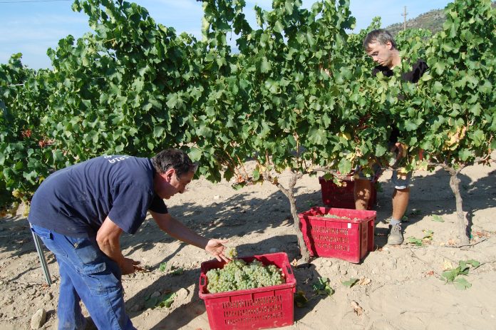 La DO Empordà inicia la verema amb bones previsions de quantitat i qualitat