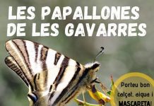 Papallones de les Gavarres