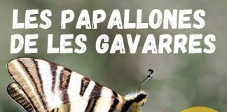 Papallones de les Gavarres