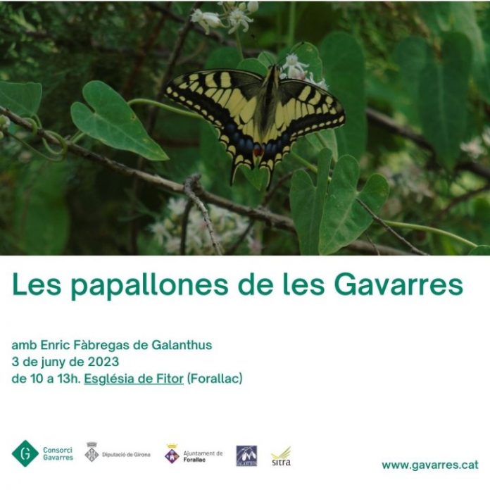 papallones de les gavarres