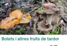 Bolets i altres fruites de tardor llambilles gavarres