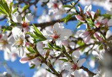 Avui comença oficialment la primavera