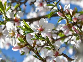 Avui comença oficialment la primavera