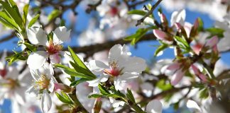 Avui comença oficialment la primavera