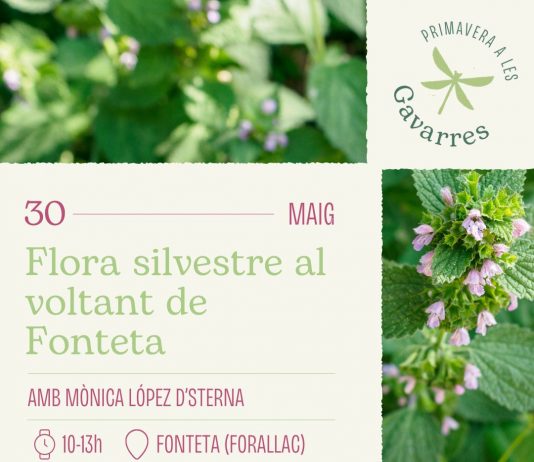 Flora silvestre al voltant de Fonteta