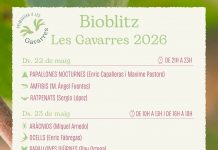 Bioblitz per descobrir la biodiversitat del massís de les Gavarres Bioblitz Les Gavarres 2026