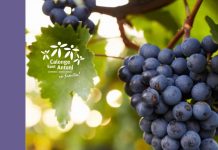 Calonge i Sant Antoni celebra la XI edició de Verema & Família amb activitats entre vinyes verema familia calonge 2026