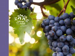 Calonge i Sant Antoni celebra la XI edició de Verema & Família amb activitats entre vinyes verema familia calonge 2026