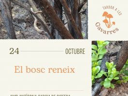 Sortida guiada per descobrir com es recupera el bosc de les Gavarres després de l’incendi del juliol sortida guiada a una de les zones de les Gavarres afectades per l’incendi del passat 3 de juliol,
